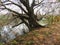 Carska bara Zrenjanin wildlife nature reserve lake with bended tree