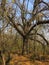 Carska bara Zrenjanin wildlife nature reserve vegetation in autumn