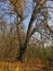 Carska bara Zrenjanin wildlife nature reserve vegetation in autumn