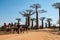 Cart on the AllÃ©e des baobabs near Morondava.