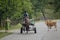 Cart and cows on road in Georgia