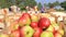 Cart full of apples after picking