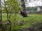 Cart horse resting against tree by the Leeds Liverpool Canal at Barnoldswick in Lancashire UK