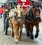 Cart , horses and Santa Claus in Dolomiti mountains