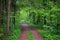 Cart road in a deep forest