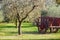 Cart under the olive tree on a farm