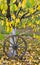 Cart wooden wheel on autumn yellow leaves