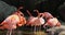 Cartagena Columbia beautiful pink Flamingos 4K