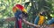 Cartagena Columbia colorful parrot birds in jungle 4K