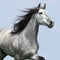 Carthusian Horse Isolated On Blue Background