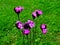 Carthusian Pink Dianthus carthusianorum on green meadow