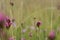 Carthusian Pink in meadow