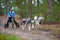 Carting dog mushing race