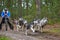 Carting dog mushing race