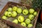 Carton box with apples harvest in fall garden