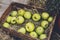 Carton box with apples harvest in fall garden