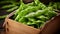 Carton filled with freshly harvested beans