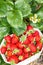 Carton punnet full of freshly picked strawberries in organic garden
