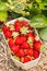 Carton punnet full of ripe strawberries with strawberry plant