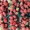 Cartons of fresh and delicious organic strawberries wait to delight their summer consumers