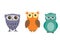 Cartoon abstract funny multicolored owls on white background