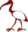 Cartoon African sacred ibis on white background