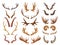 Cartoon animal horns, goat, reindeer, antelope and moose horn. Wild mammals antlers, hunting trophy flat vector symbols set.