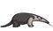 Cartoon anteater animal