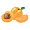 Cartoon apricot. Fresh vitamin fruit. Juicy sliced fruit. Drawing for children. Illustration on white background.