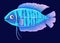 Cartoon aquarium fish, vector banded gourami