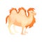 Cartoon arabian camel. Symbol of desert animal transport cartoon vector