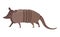 Cartoon armadillo.Vector illustration of an armadillo. Drawing animal for children. Zoo for kids.