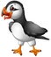 Cartoon atlantic puffin