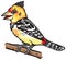 Cartoon Barbet bird