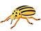 Cartoon Beetle isolated on white background