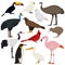 Cartoon birds collection. Different species of birds vector set. Red crowned crane, cockatoo parrot, pelican, toucan, flamingo,