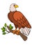 Cartoon birds for kids: Eagle. Cute bald eagle smiles.