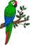 Cartoon birds. Parrot green macaw sits on the tree branch