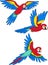 Cartoon birds. Three parrots red macaw fly and smile