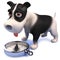 Cartoon black and white puppy dog in 3d with a magnetic compass