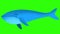 A cartoon blue whale swims on a green screen