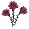 Cartoon bouquet of three carnations, isolated on a transparent background