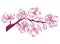 Cartoon branch of cherry blossoms. Illustration of a sakura branch with flowers. Logo. Picture of the symbol of spring.