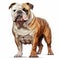 Cartoon Bulldog Portrait: English Bulldog Standing Illustration