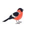 Cartoon bullfinch icon on white background.