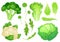 Cartoon cabbages. Fresh lettuce leaves, vegetarian diet salad and healthy garden green cabbage. Cauliflower head vector