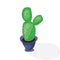 Cartoon cactus desert. Flat vector illustration. Green blooming cactus on white background