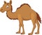 Cartoon camel isolated on white background