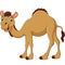 Cartoon camel isolated on white background