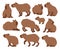 Cartoon capybara. Cute capybaras, funny semi-aquatic wild animals, herbivore mammal hydrochoerus flat vector illustration set.